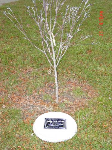 Memorial Tree at Thurston High School Grad Courtyard